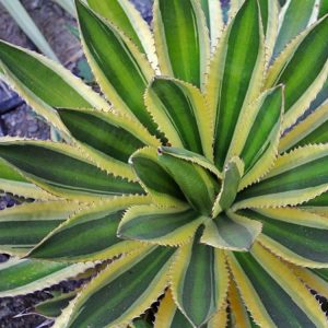 Agave Plants for Sale