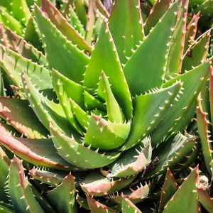 Aloe Plants for Sale