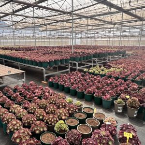 Succulents Wholesale