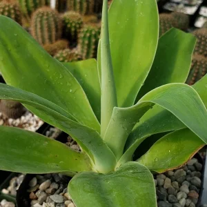 Foxtail Agave for Sale image