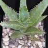 Aloe California Medicinal IMAGE
