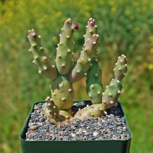 Opuntia Cactus for Sale image