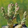 Opuntia Cactus for Sale image