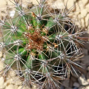 Saguaro Cactus image