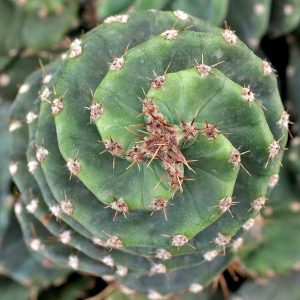 spiral cactus IMAGE