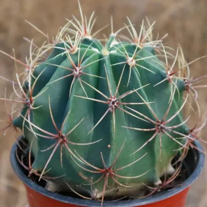 Biznaga Cactus image
