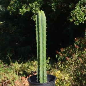 san pedro cactus image