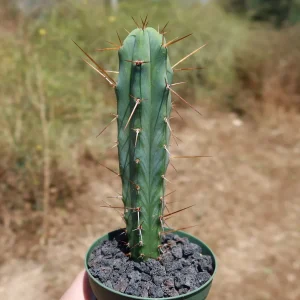 Bolivian Torch Cactus image