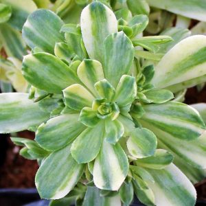Aeonium castello-paivae variegata 'Suncup' image