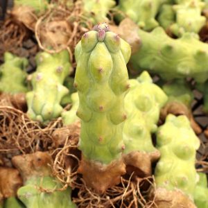 Boobie Cactus image