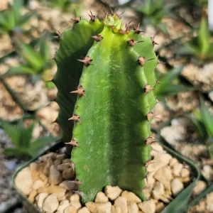 Chocolate Drop Cactus IMAGE