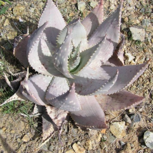 Aloe Hereroensis(Sand Aloe) image