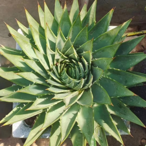 Aloe Polyphylla image