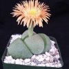 Split Rock Cactus image
