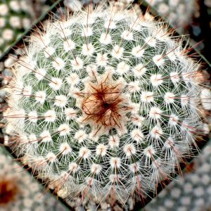 Cactus Balls image