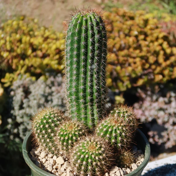 Trumpet Flower Cactus