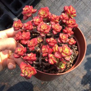 Echeveria Rolly Cluster image