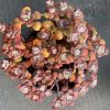 Sedum Spathulifolium Carnea IMAGE