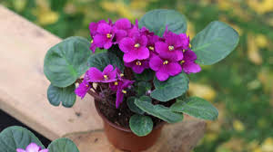 african violets image