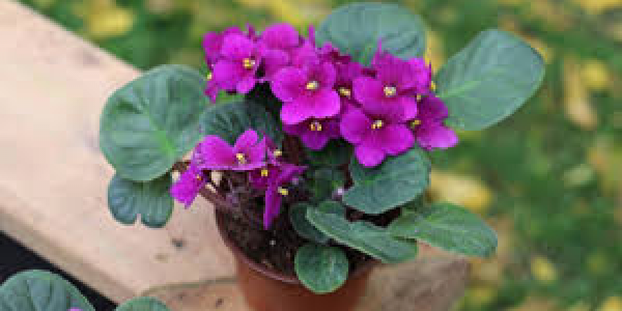 african violets image